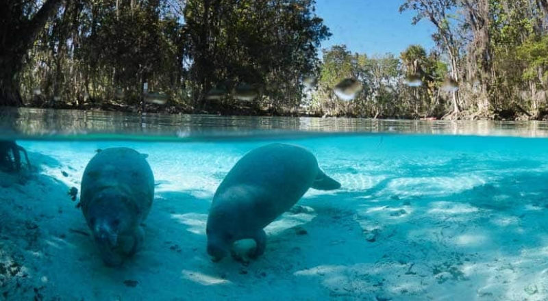 Mais de 30 peixes-boi morrem devido ao frio extremo na Flórida