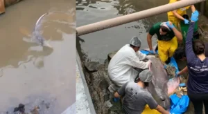 Boto-cor-de-rosa fica encalhado em rip rap; saiba mais sobre o ocorrido