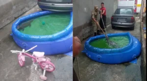 Dona de casa encontra jacaré na piscina das crianças em Manaus