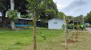 Prefeitura realiza manutenção da arborização e renova CSU do Parque 10