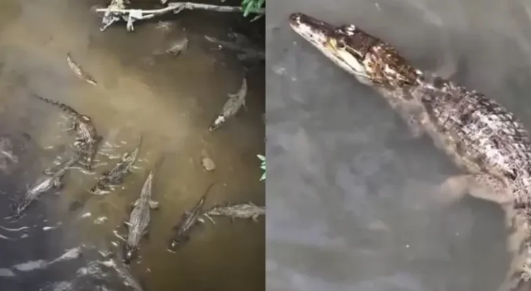 O igarapé mais fraco de Manaus: jacarés se refrescam juntos