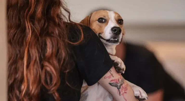 Governo Federal sanciona lei que regula guarda compartilhada de pets