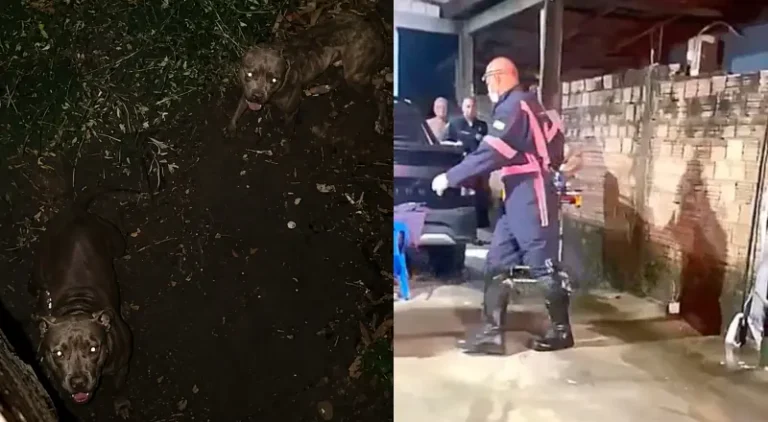 Ladrão pula muro e se depara com Pitbulls: veja o que aconteceu!
