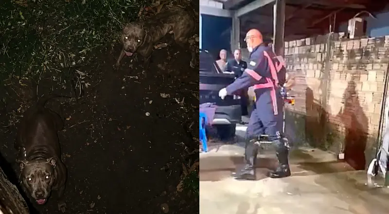 Ladrão pula muro e se depara com Pitbulls: veja o que aconteceu!