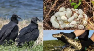 Natureza contra-ataca: Urubus controlam ovos de píton na Flórida