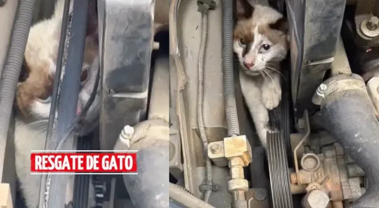 ‘Bichano’ fica preso em motor de carro e é resgatado em Manaus