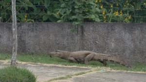 Momento de tensão: jacaré gigante assusta atletas em área de exercícios