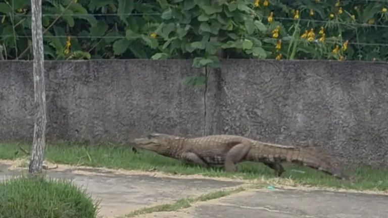 Momento de tensão: jacaré gigante assusta atletas em área de exercícios