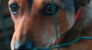 Revoltante: homem abusando de cachorro é preso em Manaus
