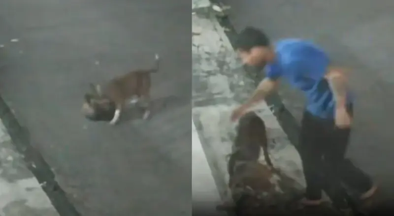 Tutor de pitbull é alvo de críticas após morte de gato em Manaus