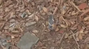 Mulher é encontrada morta com sinais de violência em Manaus
