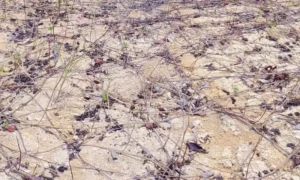 Cadáver de homem é encontrado no Ramal do Brasileirinho, Manaus
