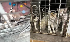 Cerca de 30 gatos ficam abandonados em casa em São Jorge