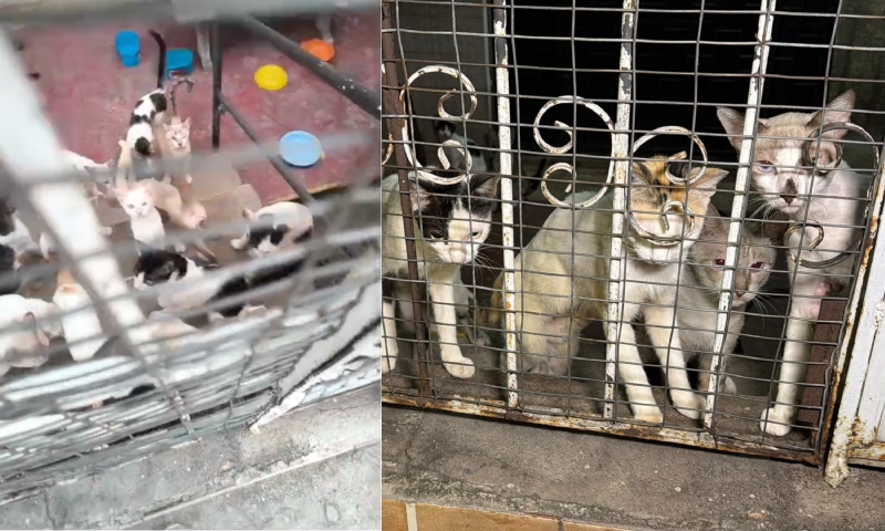 Cerca de 30 gatos ficam abandonados em casa em São Jorge