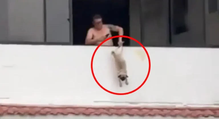 Ex-jogador é preso após pendurar cachorro em janela de apartamento
