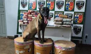 Polícia apreende mais de 72 kg de drogas em Parintins e impacta tráfico