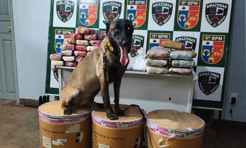 Polícia apreende mais de 72 kg de drogas em Parintins e impacta tráfico