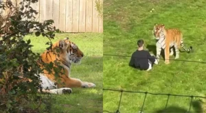 Tudo filmado: jovem invade recinto de tigre e enfrenta risco real